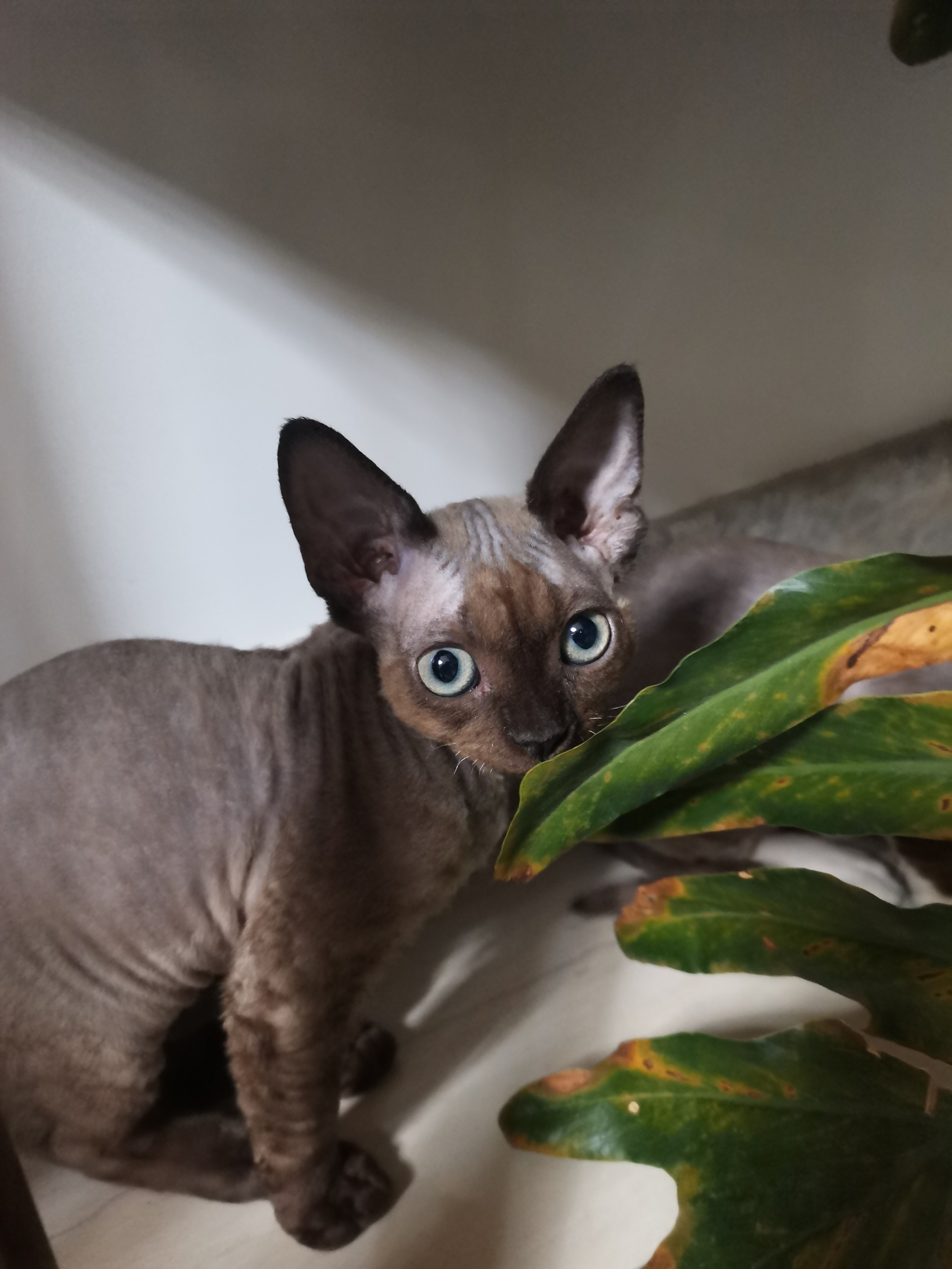 咖色德文，小妹妹，自家繁殖800